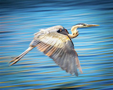 Great Blue Heron flying Photograph by Joe Myeress - Fine Art America