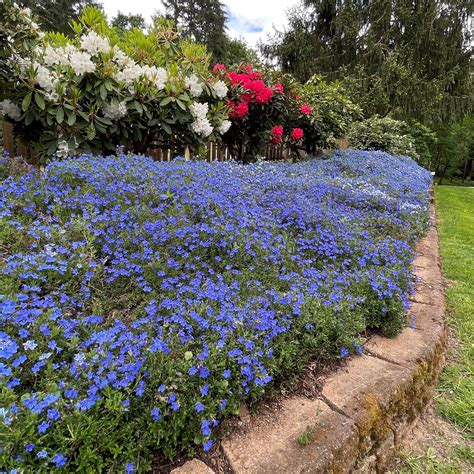 Lithodora diffusa 'Heavenly Blue' (4" Pot) | Little Prince To Go