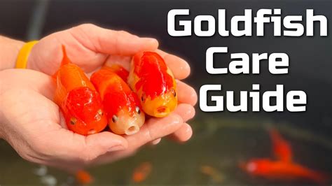 Beginner Goldfish Care Guide - YouTube