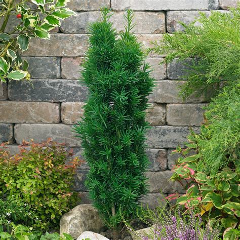 Taxus baccata Fastigiata Robusta | Plants2Gardens