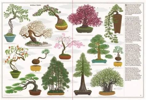 Bonsai Tree History – Everything Bonsai Related