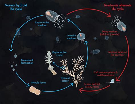 🔥 The immortal jellyfish (Turritopsis dohrnii) is considered the only animal on Earth that can ...