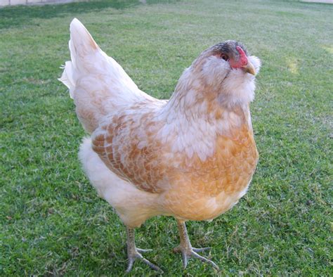 The 8 Best Egg-Laying Breeds Of Backyard Chickens - Off The Grid News