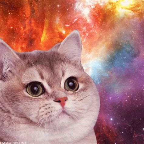 space cats | Space cat, Heavy breathing cat, Cats