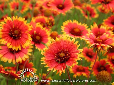 Red And Orange Texas Wildflowers | Best Flower Site