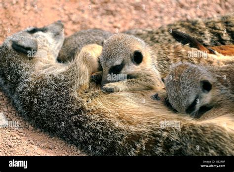 West Midlands Safari Park Stock Photo - Alamy