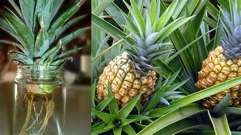 Germinate Pineapple In Water - YouTube