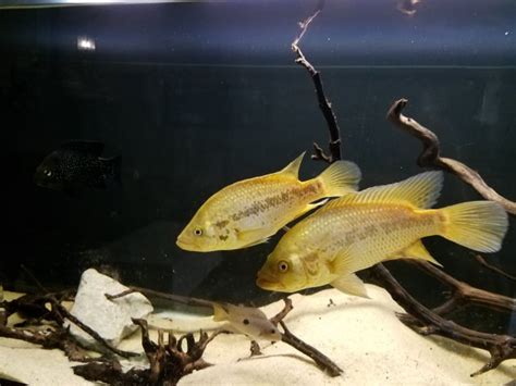 FS | Gold Jaguar Cichlid Breeding Pair | $275 | Coram NY | Pickup ...