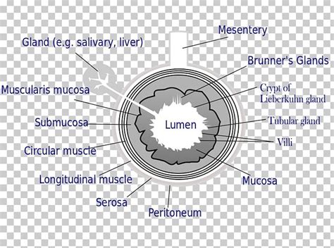 Lumen Anatomy - Anatomical Charts & Posters