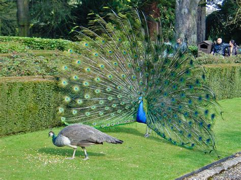 File:Peacock Wooing Peahen.jpg - Wikimedia Commons