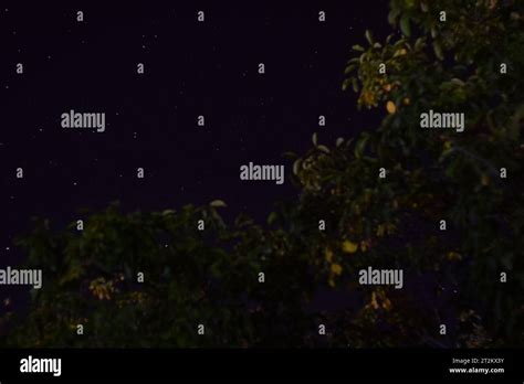 night sky & stars & trees Stock Photo - Alamy