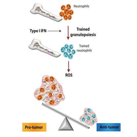 Cancer Breakthrough: Innate Immune System Can be 'Trained' to Destroy ...