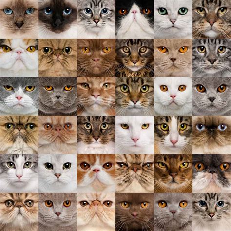 12 Best Cat Breeds For October 2024: A Cat Lover's Guide