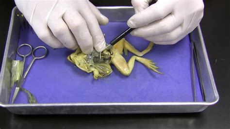 Frog Dissection