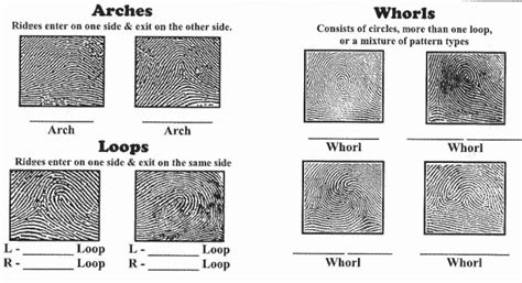 Ulnar Loop Vs Radial Loop Fingerprint