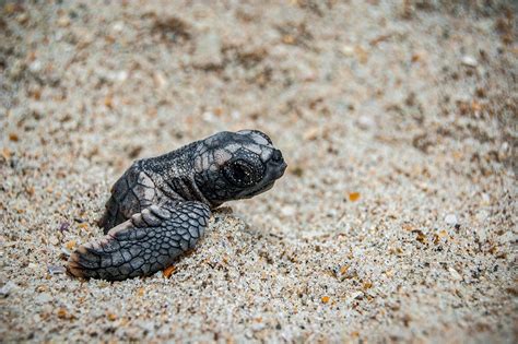 Turtle Eggs Hatching & Conservation In Jamaica | SANDALS