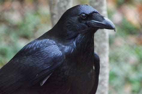 Raven | The Maryland Zoo