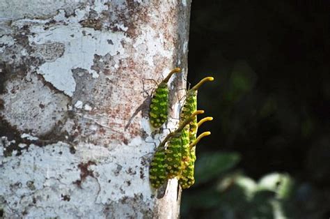 Welcome to the Jungle: Adventures in Borneo - Travelogues from Remote Lands