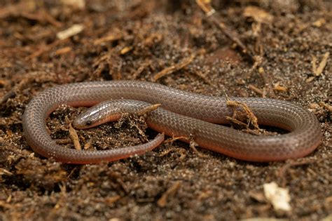 Eastern Worm Snake | South Carolina Partners in Amphibian and Reptile Conservation