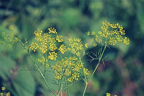 Foeniculum Vul Varieties Of Fennel Including Sweet Fennel Florence Fennel Finocchio Photo ...