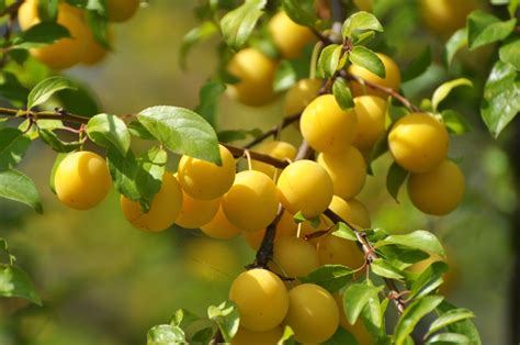 Yellow Plum Tree Identification: How to Identify a Plum Tree