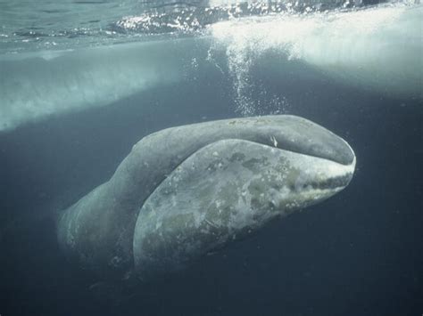 Bowhead Whale | Species | WWF