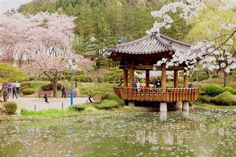 Gyeongju Cherry Blossom Festival | 경주 벚꽃축제 : TRIPPOSE