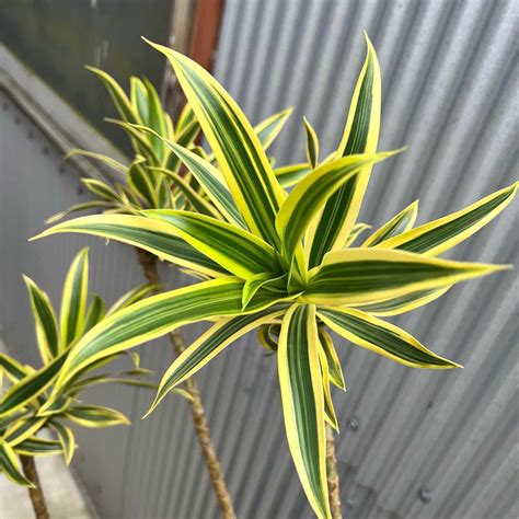 Dracaena Reflexa: Plant Care & Growing | Plantcarefully