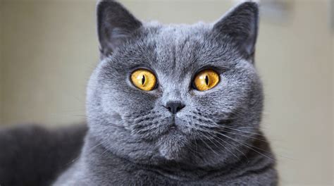 British Shorthair Colors Blue, Black, White, Tabby, Cream,, 49% OFF