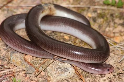 Fun Texas Blind Snake Facts For Kids | Kidadl