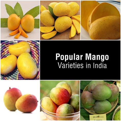 Famous Varieties of Mango in India - Food