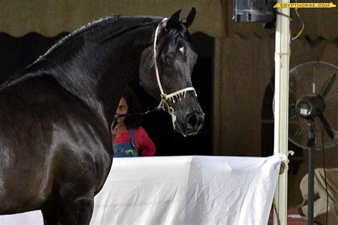 Straight Egyptians Championships of Egypt 2015 Egyptian Arabian Horse Breeders Association ...