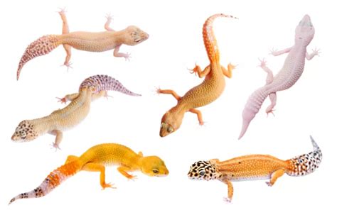 20+ Leopard Gecko Morphs - Rare & Popular Types - Reptile Jam