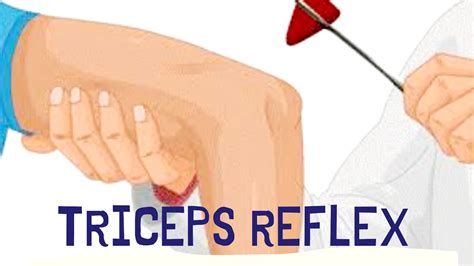 Biceps Tendon Reflex