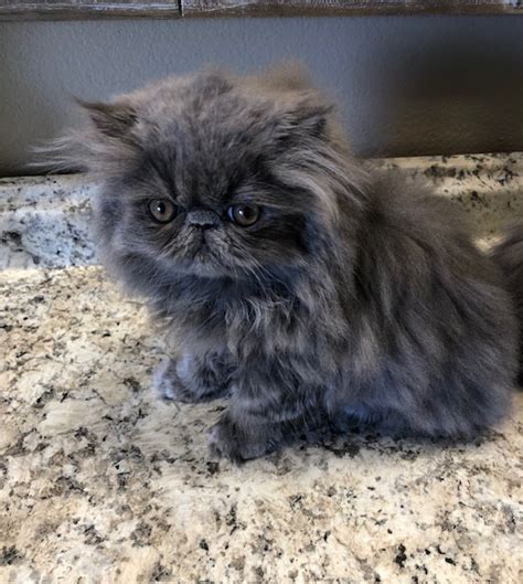 Blue Persian Male Kitten Available | Windy Valley Persian Cats