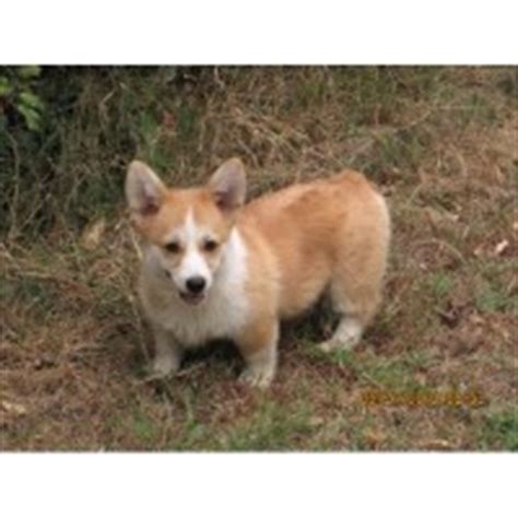 Pembroke Welsh Corgi Breeders in Arkansas