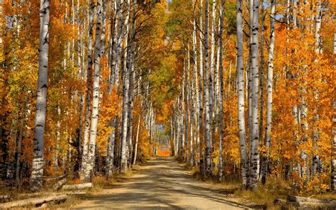 Birch Trees Autumn Wallpapers - Wallpaper Cave