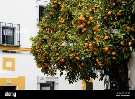 Oranges growing / orange trees / orange tree in a Seville street / courtyard. Sevilla, Spain ...