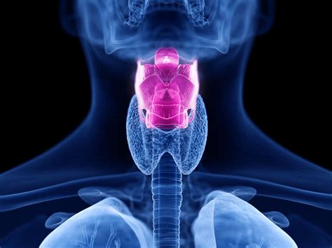 Larynx: Anatomy, Function, and Treatment