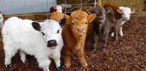 Fluffy Baby Highland Cows Are Almost Too Cute | LittleThings.com