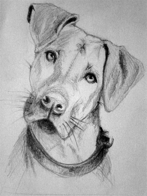 Dog Sketch by fabianomanko on DeviantArt in 2020 | Skizzen von tieren ...