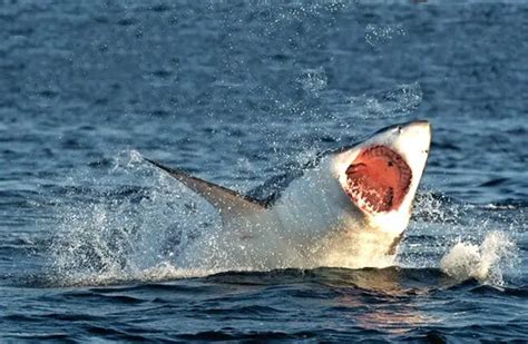 Great White Shark - Description, Habitat, Image, Diet, and Interesting Facts