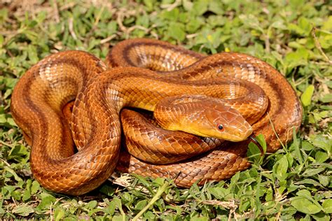 Eastern Ratsnake – Florida Snake ID Guide