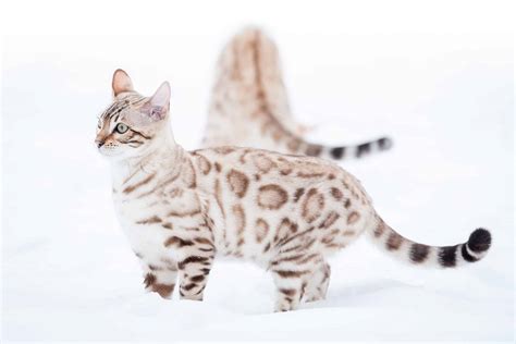 Bengal Cat Colors: Rarest to Most Common - A-Z Animals