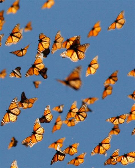 Living on Earth : The fall monarch migration (Monarch Watch) Butterflies Flying, Beautiful ...