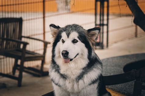 All You Need to Know About the Husky Collie Mix