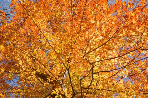 American Beech Fall Foliage – Merrifield Garden Center