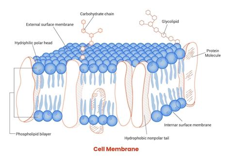 Images de Membrane Cellulaire – Téléchargement gratuit sur Freepik