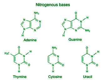 Nucleic acids - Definition, Structure, Properties, Types - GeeksforGeeks