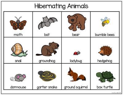 Books, Bears, and Bats: Teaching Resources for Hibernating Animals FREEBIE | Hibernating animals ...